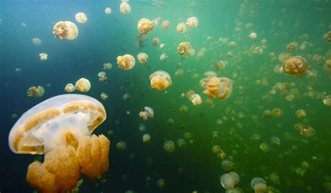 The Ultimate Guide to the Jellyfish Lake in Palau