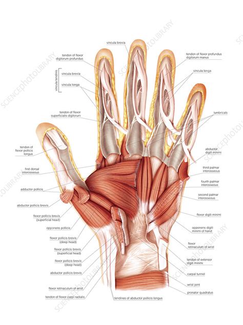 Muscles Of The Hand Laminated Anatomy Chart | lupon.gov.ph