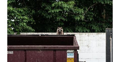 What Do Raccoons Eat? And How Can You Keep Them Out of Your Trash Cans ...