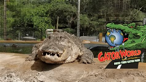 GatorWorld Park News - GatorWorld Parks of Florida