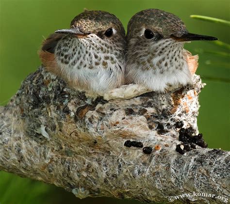 Baby Hummingbird Nest – Advgrrl Motorcycle Adventures by Leslie