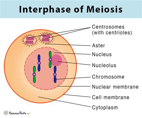 Interphase 1 Meiosis