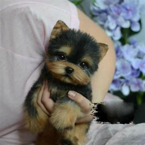 Realistic Toy Yorkshire Terrier Stuffed Animal Super High | Etsy in 2021 | Toy yorkshire terrier ...