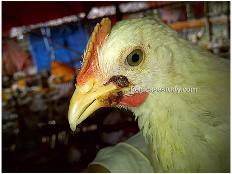 Avian pox, Fowl Pox Symptoms in Chickens | PPT | Free Download