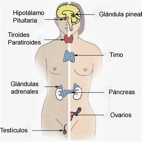 necisito el sistema endocrino del hombre y de la mujer con sus partes o necesito hurgente isisis ...