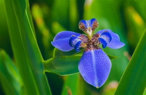 Blue Orchid Meaning and Color Symbolism » clickservicenow