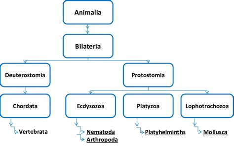 Evolution tree of the kingdom of Animalia (condensed). Only those phyla... | Download Scientific ...