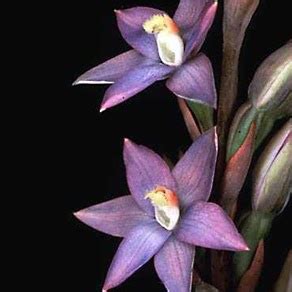 Rare Orchids - What You Should Know! | Orchids | Orchid Flowers