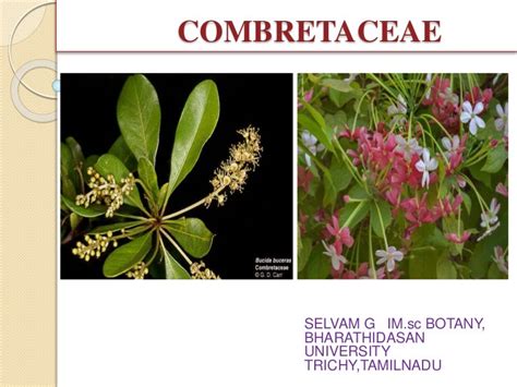 Combretaceae