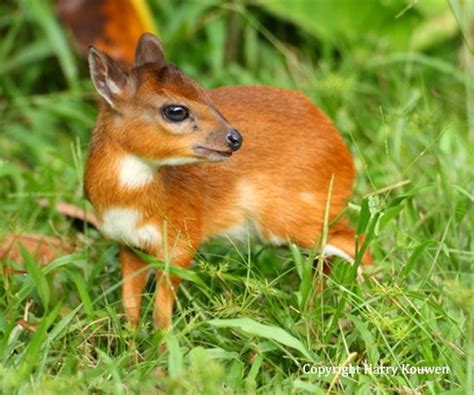 Royal antelope | World’s Smallest Antelope | Britannica