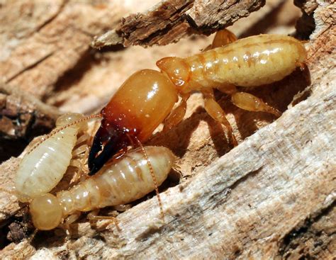 termite | Soldier Termite with Workers | Pest Control Directory | Flickr