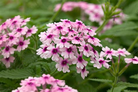 Verbena flowers - Stock Image - F031/5120 - Science Photo Library