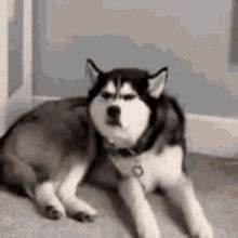 Annoyed Dog GIF - Annoyed Dog Doggo - Discover & Share GIFs