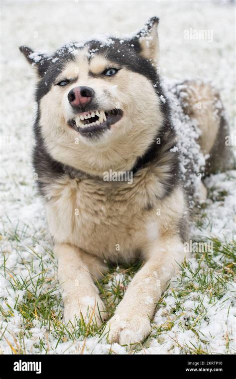 Angry siberian husky dog winter portrait Stock Photo - Alamy