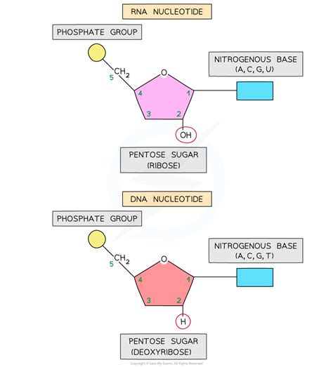 IB DP Biology: HL复习笔记2.5.1 DNA & RNA Structure-翰林国际教育