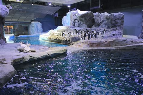 Polk Penguin Conservation Center – Detroit Zoo | Royal Oak, Michigan ...