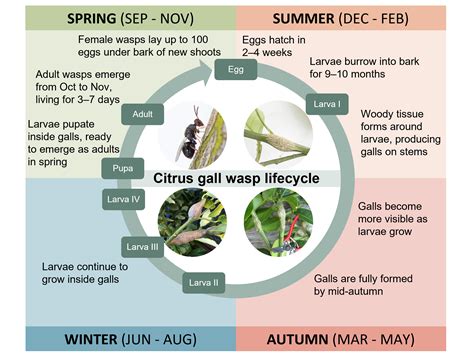 Citrus gall wasp control | Agriculture and Food