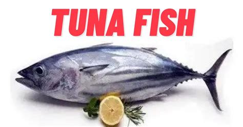 Tuna Fish Nutrition