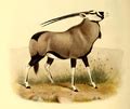 Oryx - Wikipedia