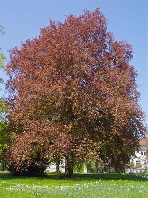 12 American Beech Tree Seeds-Amazing tree that holds its leaves all winter - Tree Seeds