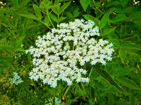 Elder Flowers | Plantas