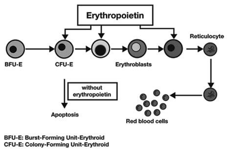 Erythropoietin (EPO) Physiology | Epomedicine