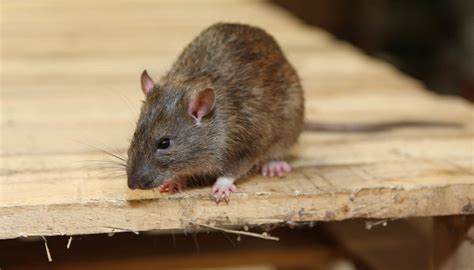 Rat Behavior: What We’re Learning - Clements Pest Control