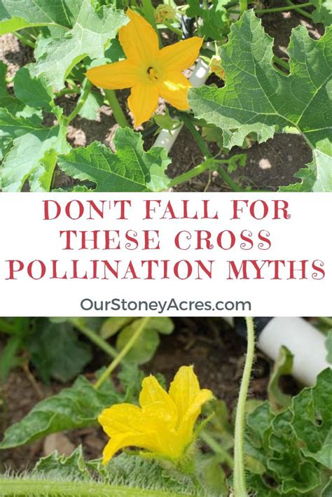 Cross Pollination Myths in the Vegetable Garden - Our Stoney Acres