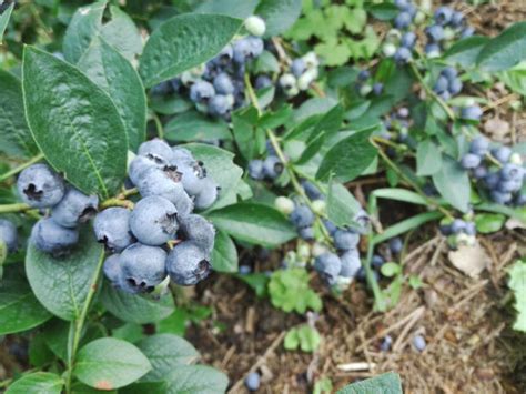 2,800+ Farmer Harvest Blueberries Stock Photos, Pictures & Royalty-Free Images - iStock