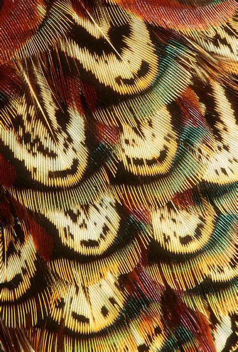 Pheasant Feathers | Focal World