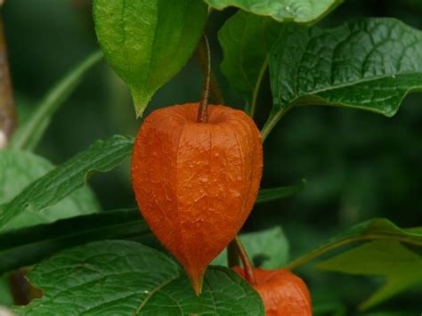 How To Grow Chinese Lantern Flower (Physalis alkekengi) - Gardening Channel