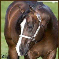 13 Lazy Loper ideas | foals, quarter horse, western pleasure horses