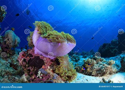 Sea Anemone in the Tropical Coral Reef Stock Image - Image of magnificent, color: 66401017