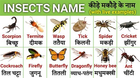 Name of insects with live examples | Insects name in hindi and english ...