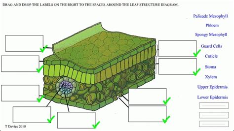 leaf cell Diagram | Quizlet