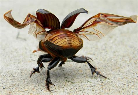 Unfolding wings | Beetle, Insects, Arthropods