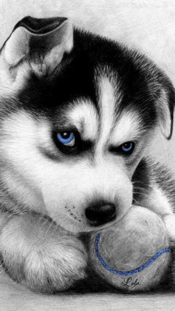 Black, White, Blue, MINE. This Description is perfect. Who ever thought of it is… | Siberian ...