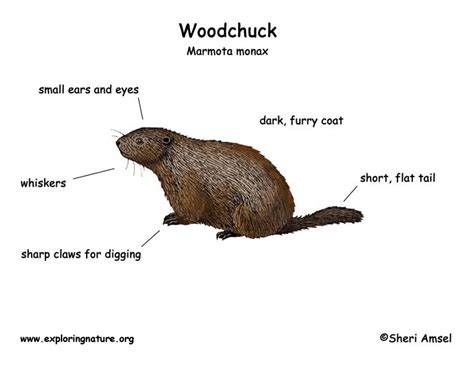 Woodchuck