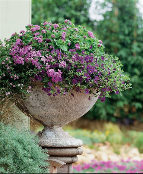 Best Blue Annuals For Shade (Flowers For Pots) - Gardening @ From House To Home | Container ...