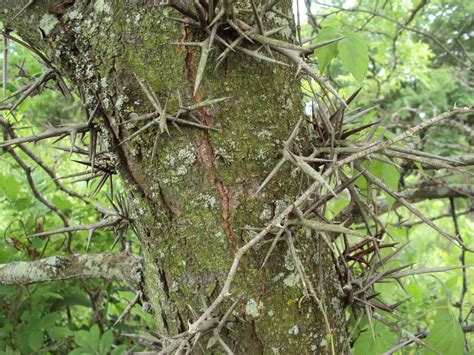 Missouri Survival: The Honey Locust Thorn Tree