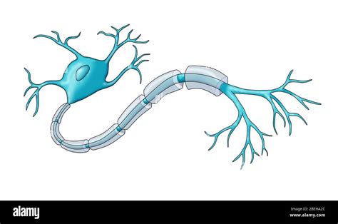 Neuron with Healthy Myelin Sheath Stock Photo - Alamy