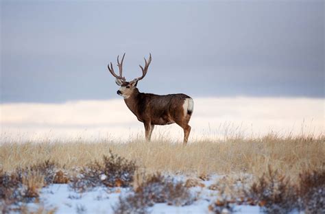 Zombie Deer in Yellowstone: Continual Losing Illness Reaches Park ...