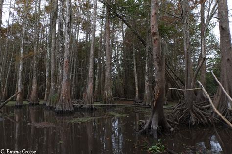 A Louisiana bayou swamp tour - our incredible experience. - Adventures ...