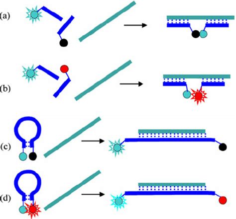 Nucleic Acid Hybridization