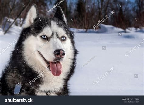 Winter Portrait Smiling Siberian Husky Dog Stock Photo 2051173226 | Shutterstock