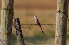 Scissor-tailed Flycatcher On Fence Free Stock Photo - Public Domain ...