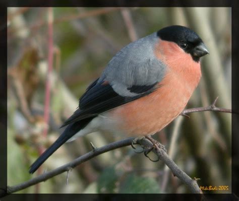 Eurasian Bullfinch - BirdForum Opus | BirdForum