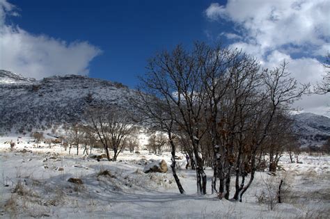 Free Images : landscape, tree, nature, wilderness, snow, cold, winter, cloud, sky, white, cloudy ...