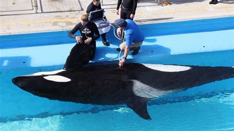 It's An Orca! Newborn Calf Marks End Of SeaWorld Captive Orca Breeding