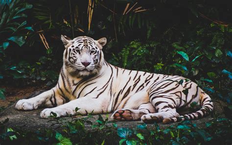 White Tiger HD 4K Wallpapers | HD Wallpapers | ID #21221